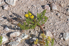 Lomatium bicolor bicolor