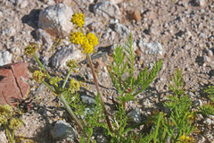 Lomatium bicolor bicolor
