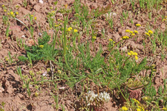 Lomatium bicolor bicolor