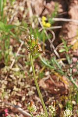 Lomatium bicolor bicolor