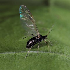 Periphyllus testudinaceus