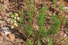 Lomatium bicolor bicolor