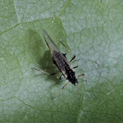 Periphyllus testudinaceus