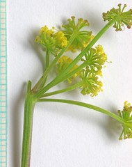 Lomatium bicolor bicolor