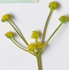 Lomatium bicolor bicolor