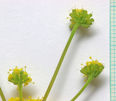 Lomatium bicolor bicolor