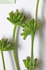 Lomatium bicolor bicolor