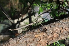 Bactrododema tiaratum