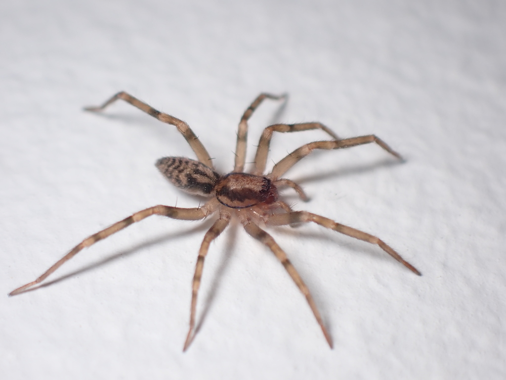 Pied Stone Spider