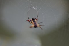 Micrathena flaveola