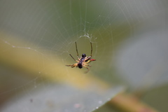 Micrathena flaveola