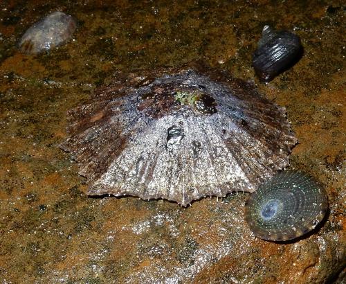 Cymbula granatina