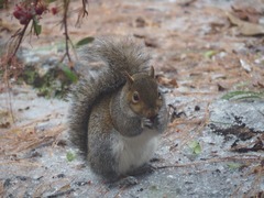 Sciurus carolinensis