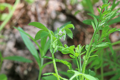 Nemophila breviflora