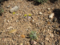 Hymenopappus filifolius nanus