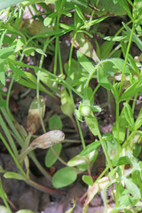 Nemophila breviflora