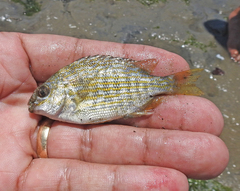 Archosargus rhomboidalis