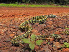 Siphlophis cervinus