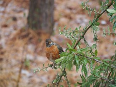 Turdus migratorius