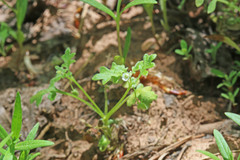 Nemophila parviflora austinae