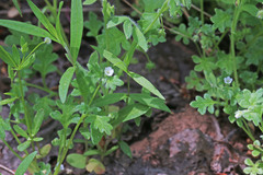 Nemophila parviflora austinae