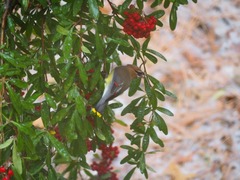 Bombycilla cedrorum