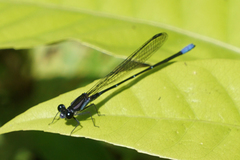 Argia ulmeca