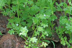 Nemophila parviflora austinae
