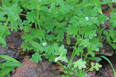 Nemophila parviflora austinae