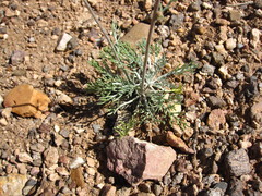 Hymenopappus filifolius nanus
