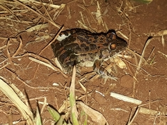 Leptodactylus fuscus