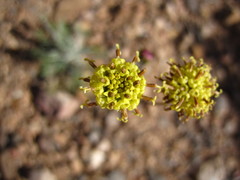 Hymenopappus filifolius nanus