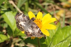 Chiomara asychis autander