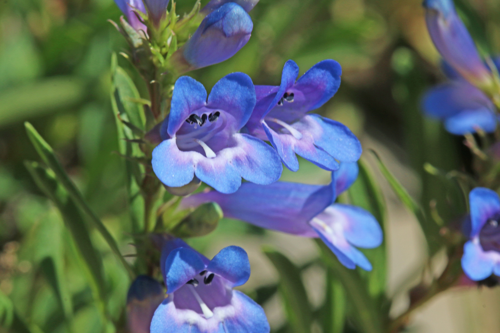 Penstemon leonardii