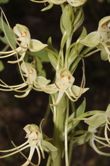 Habenaria lucaecapensis