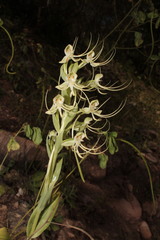 Habenaria lucaecapensis