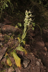 Habenaria lucaecapensis