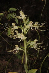 Habenaria lucaecapensis