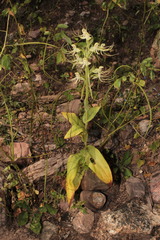 Habenaria lucaecapensis