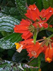 Chrysothemis pulchella