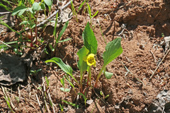 Viola praemorsa linguifolia