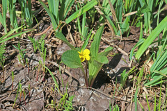 Viola praemorsa linguifolia