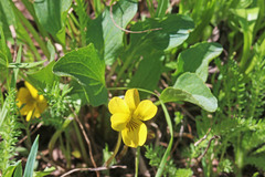 Viola praemorsa linguifolia