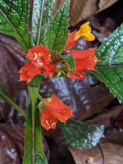 Chrysothemis pulchella