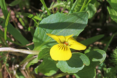 Viola praemorsa linguifolia