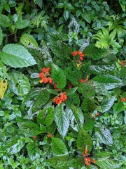 Chrysothemis pulchella