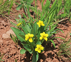 Viola praemorsa linguifolia