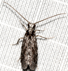 Polycentropus