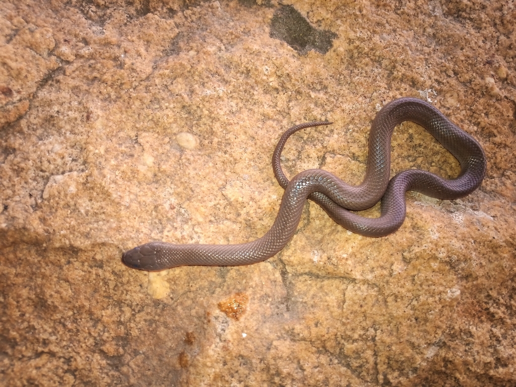 Olive Ground Snake