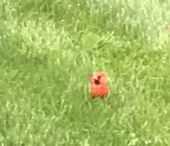 Cardinalis